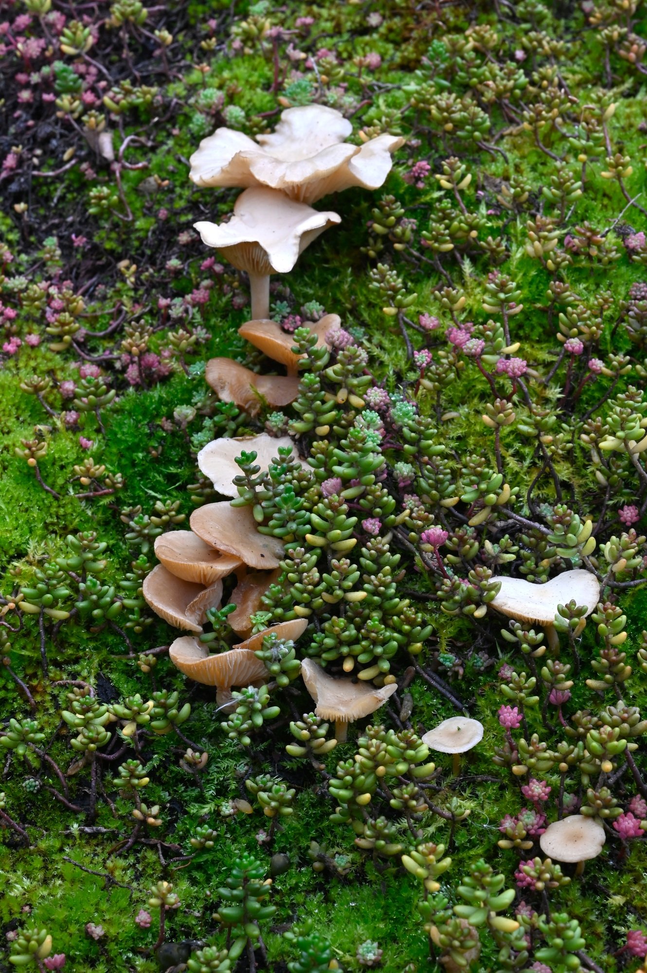 Close-up at green roof. Turf with micro plants and fungi on garden shed. Macro forest. Eco roof.